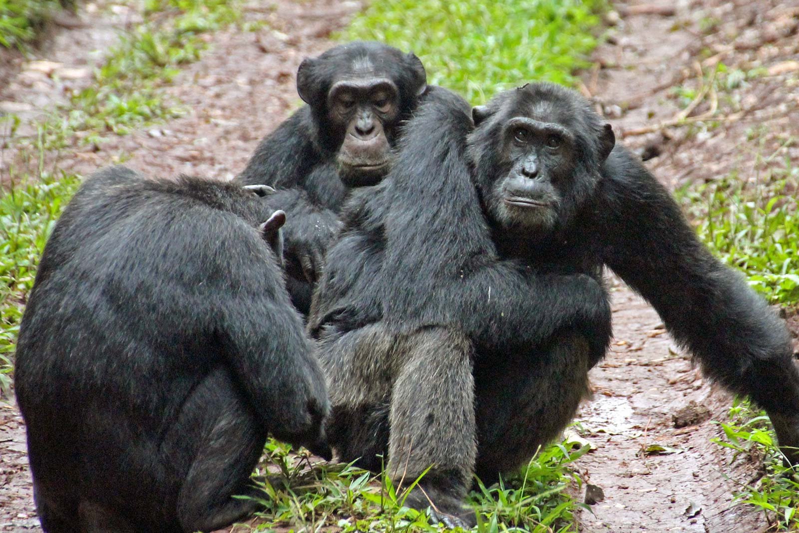 kibale-chimpanzee-tracking-uganda8