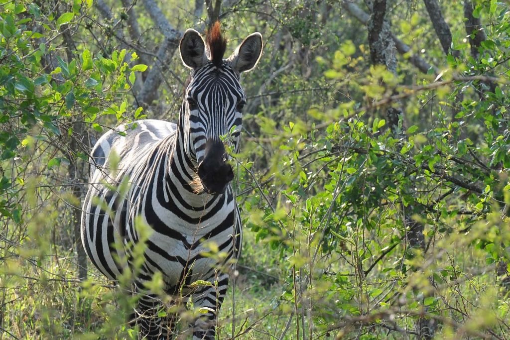 lake-mburo-family-wildlife-safari-uganda8 Lake Mburo National Park