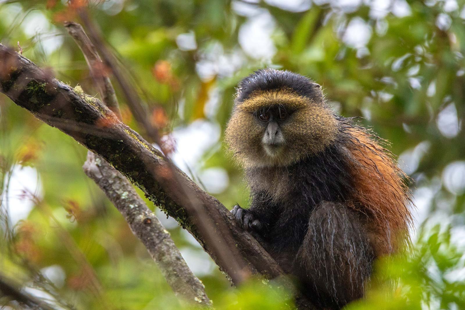 Mgahinga Gorilla National Park