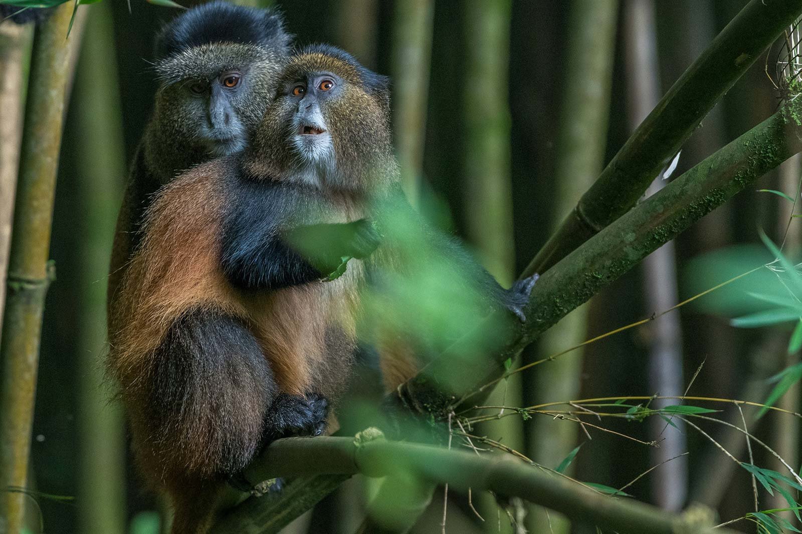 golden monkey trekking in Uganda