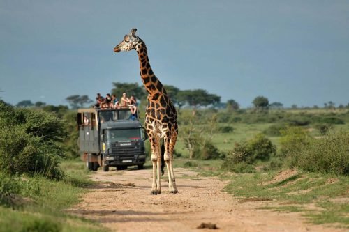 Gap Travels Africa Safari Trips, Gorilla Trekking tours and Uganda safaris Holidays and Vacations