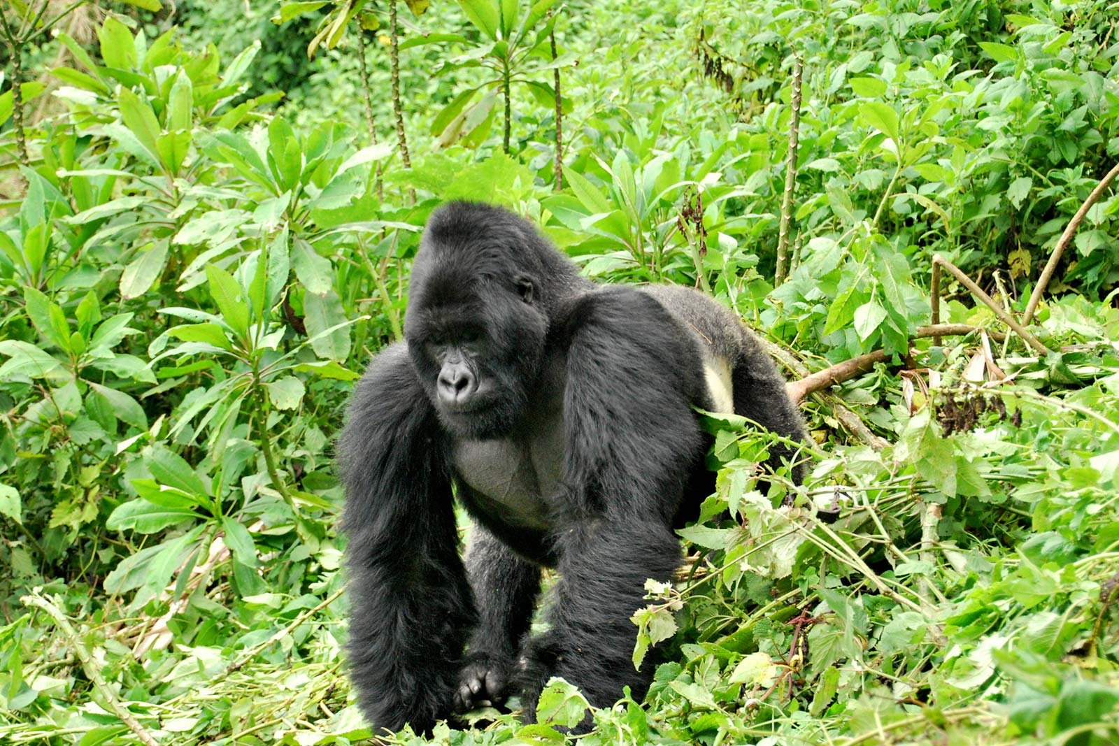 Classic Highlights of Rwanda Safari