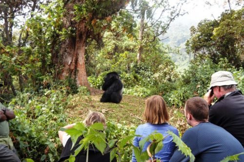 Mountain Gorilla Trekking in Uganda and rwanda