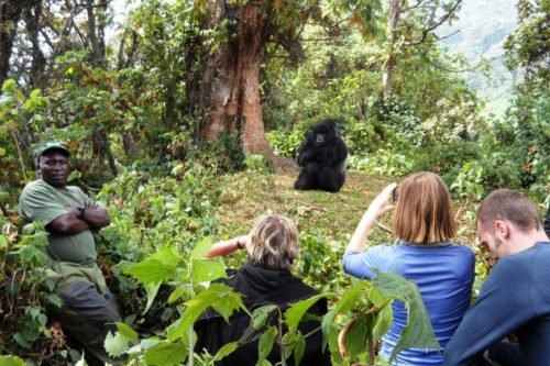 Uganda National Parks Adventure
