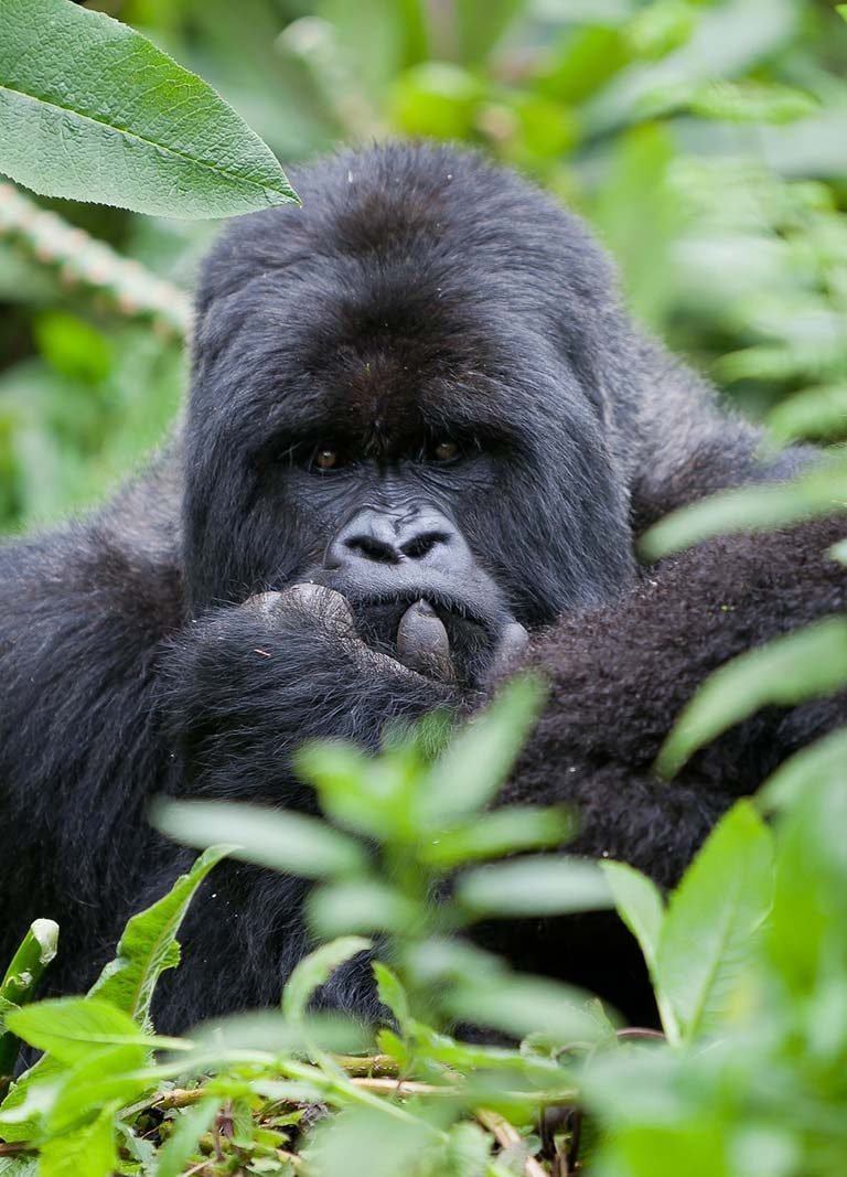 Mountain gorilla trekking