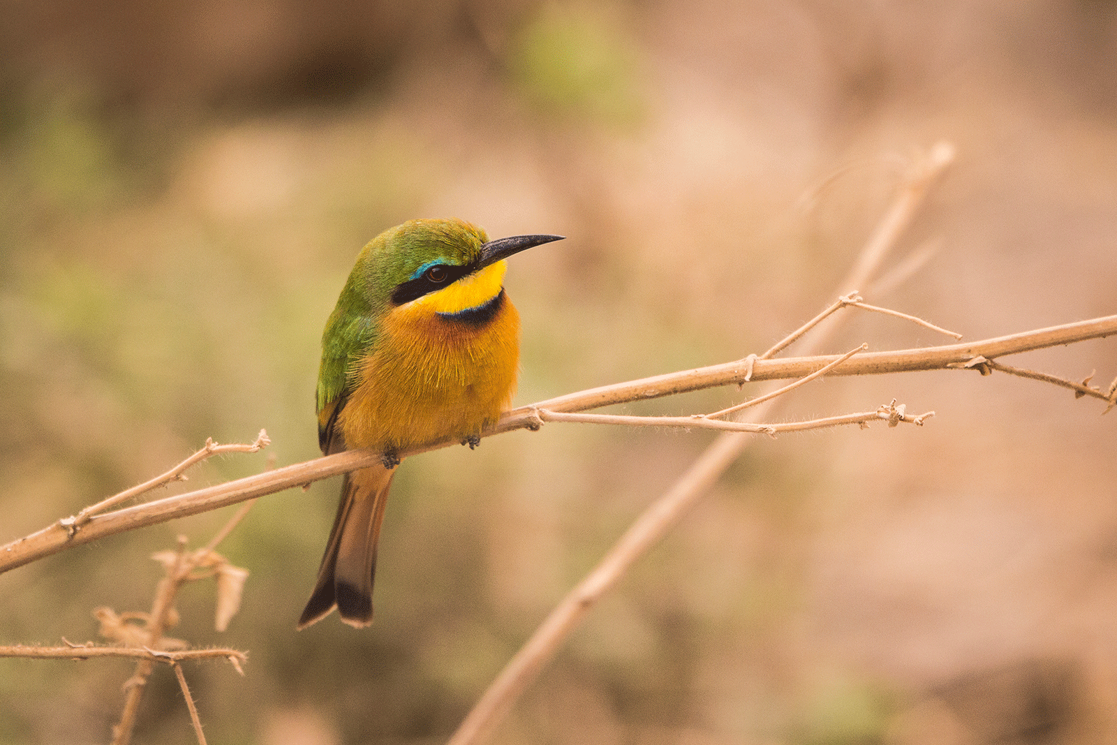 Bird-watching-in-Serengeti-National-Park