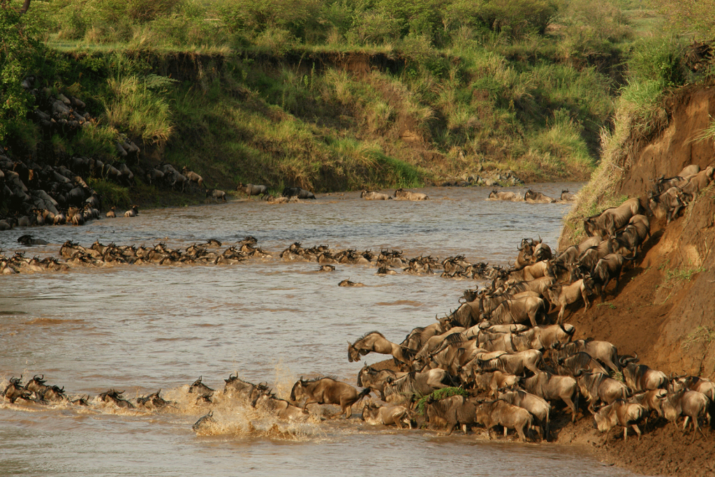 Wildebeest-Migration-Tanzania Serengeti National Park Tanzania