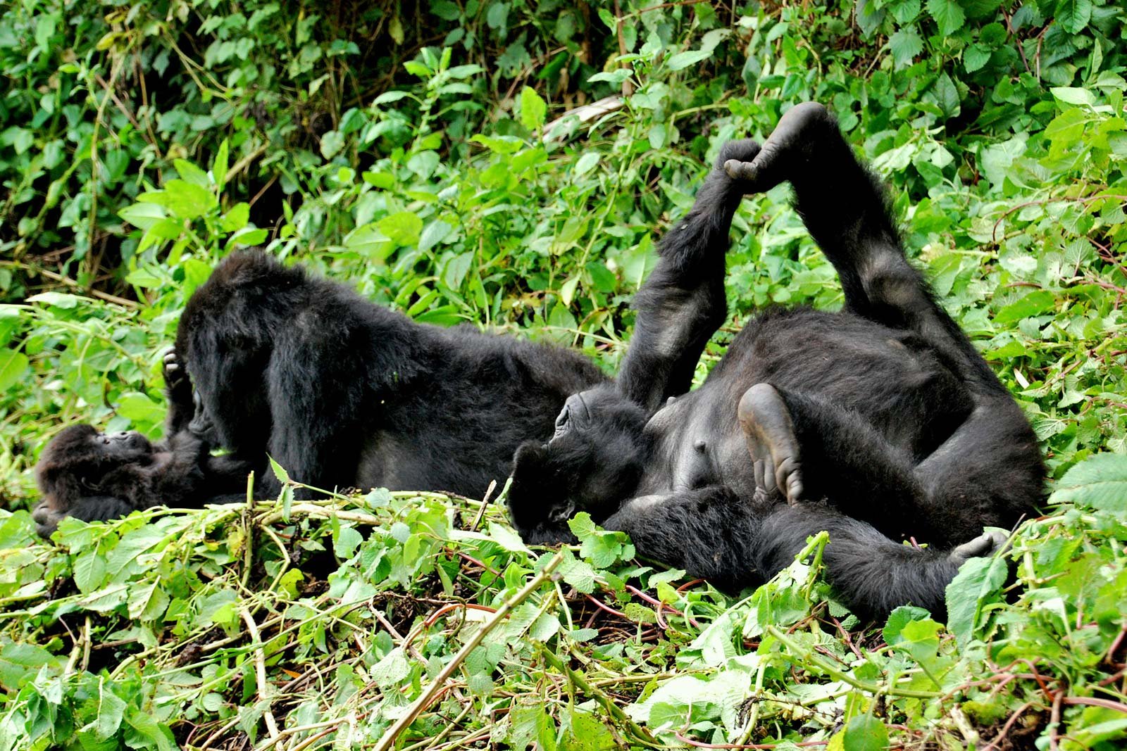 volcanoes-rwanda-gorilla-safari1.jpg