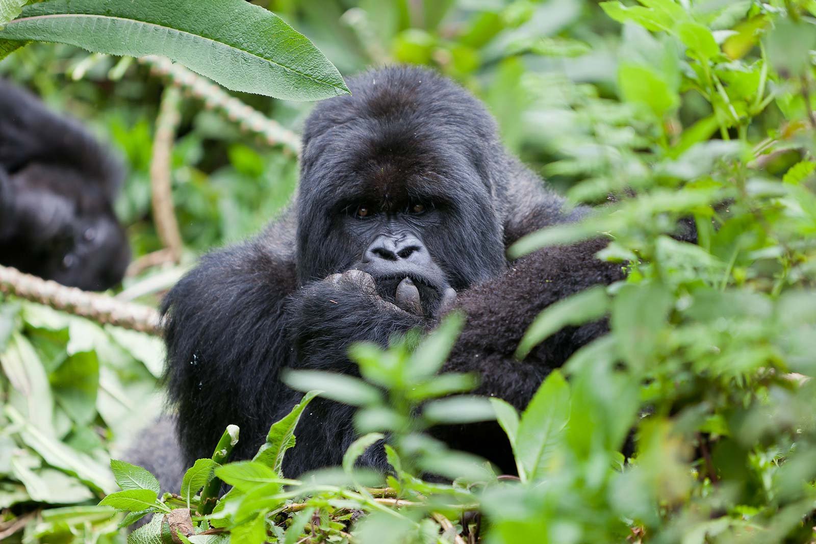 volcanoes-rwanda-gorilla-safari8.jpg