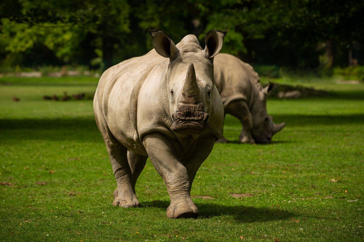 white-rhinoceros-beautiful-nature-looking-habitat-wild-animals-captivity-prehistoric-endangered-species-zoo_475641-1869