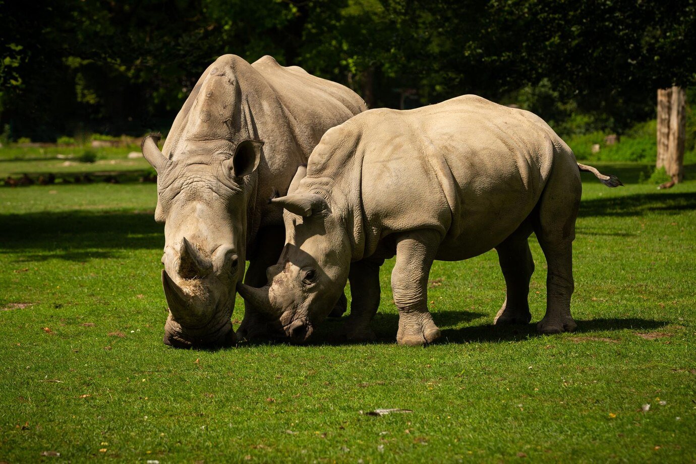 white-rhinoceros-beautiful-nature-looking-habitat-wild-animals-captivity-prehistoric-endangered-species-zoo_475641-2077
