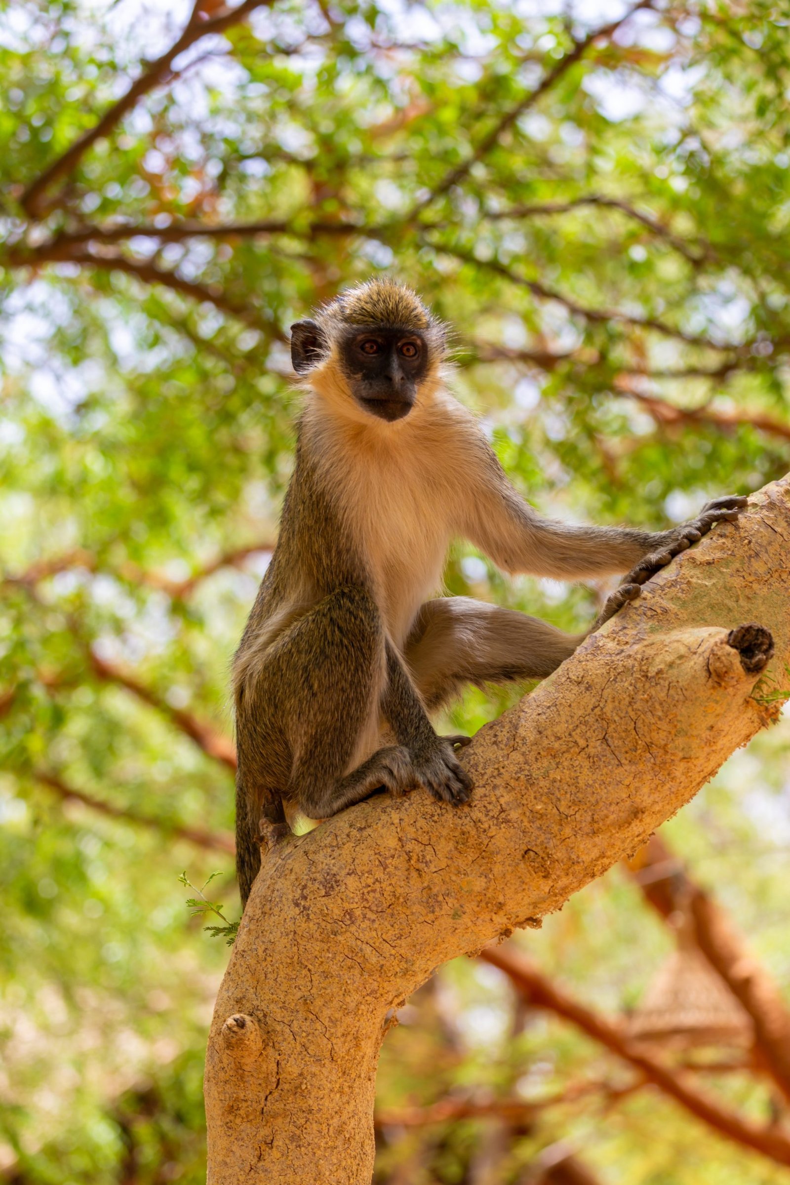 A vertical shot of a brown and white langur standing on a tree branch in Senegal