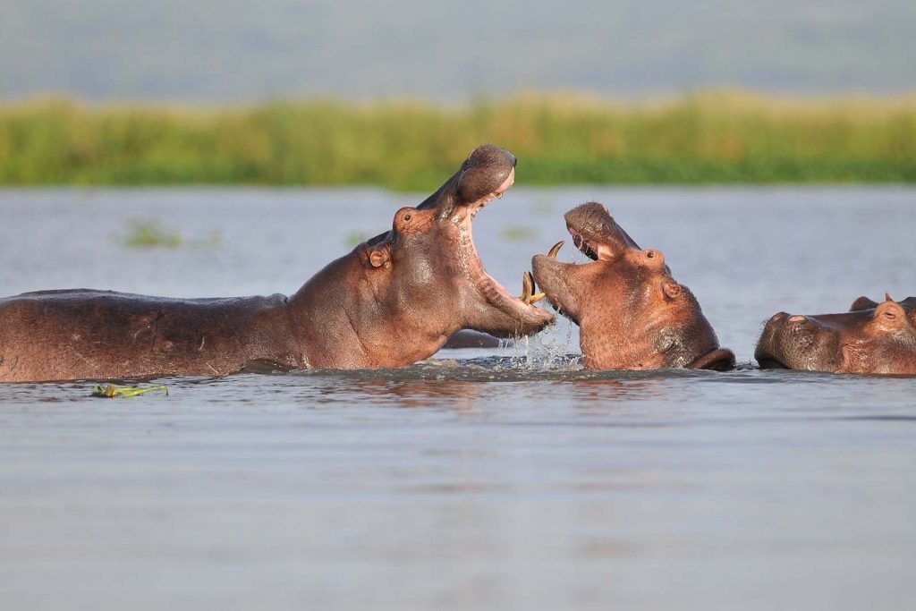 queen-elizabeth-family-wildlife-safaris-kazinga